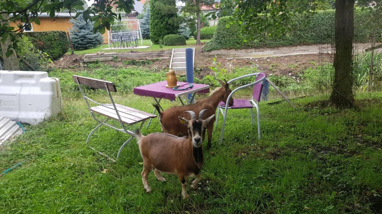 Zimmervermietung Zahn Baalberge Eksteriør bilde